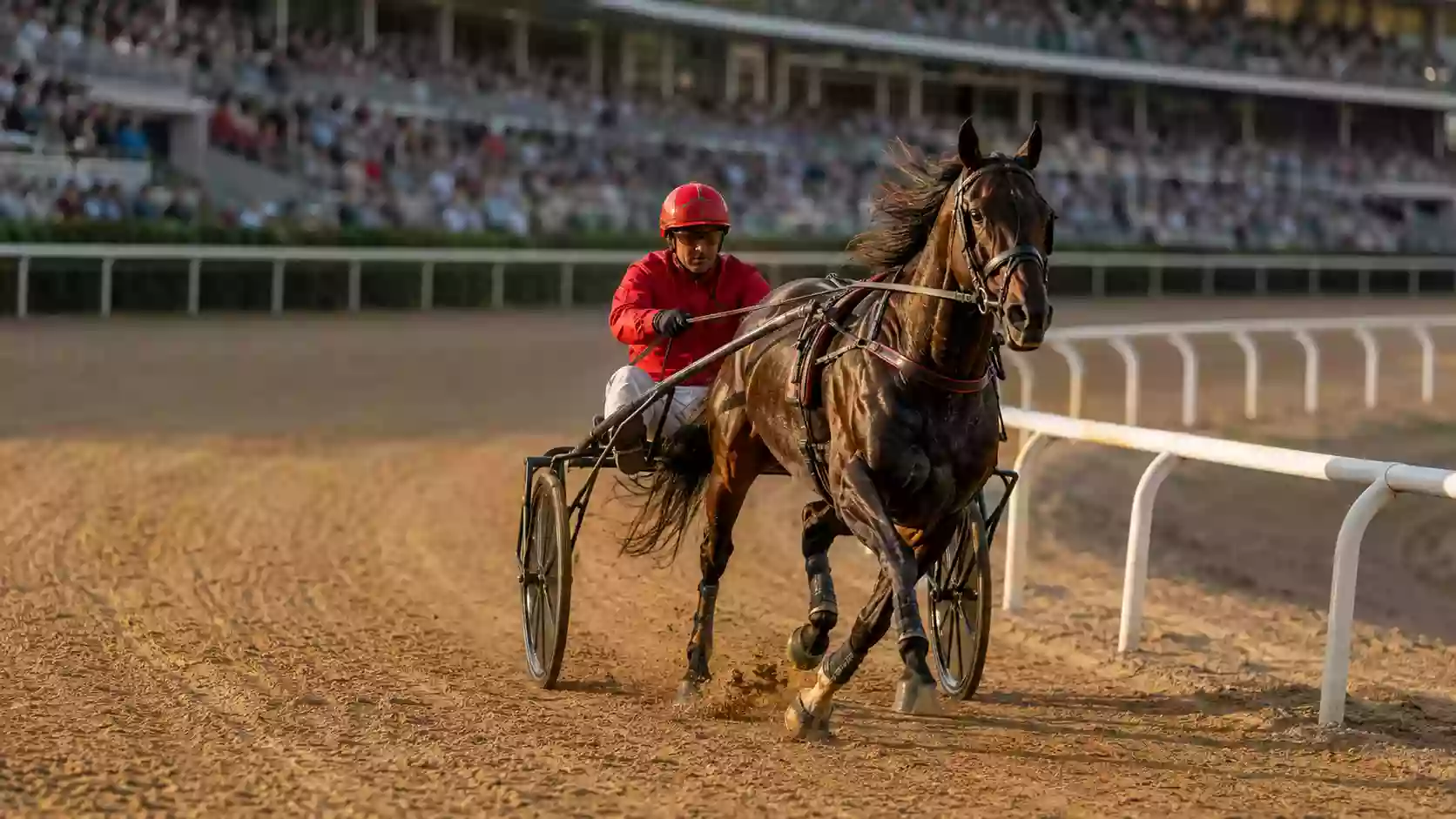 Sulky e trottatore in piena azione su una pista italiana al tramonto